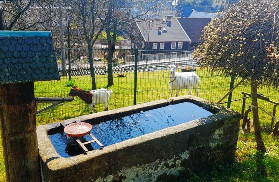 Apartament Kastanienhof Hinterhermsdorf Zewnętrze zdjęcie