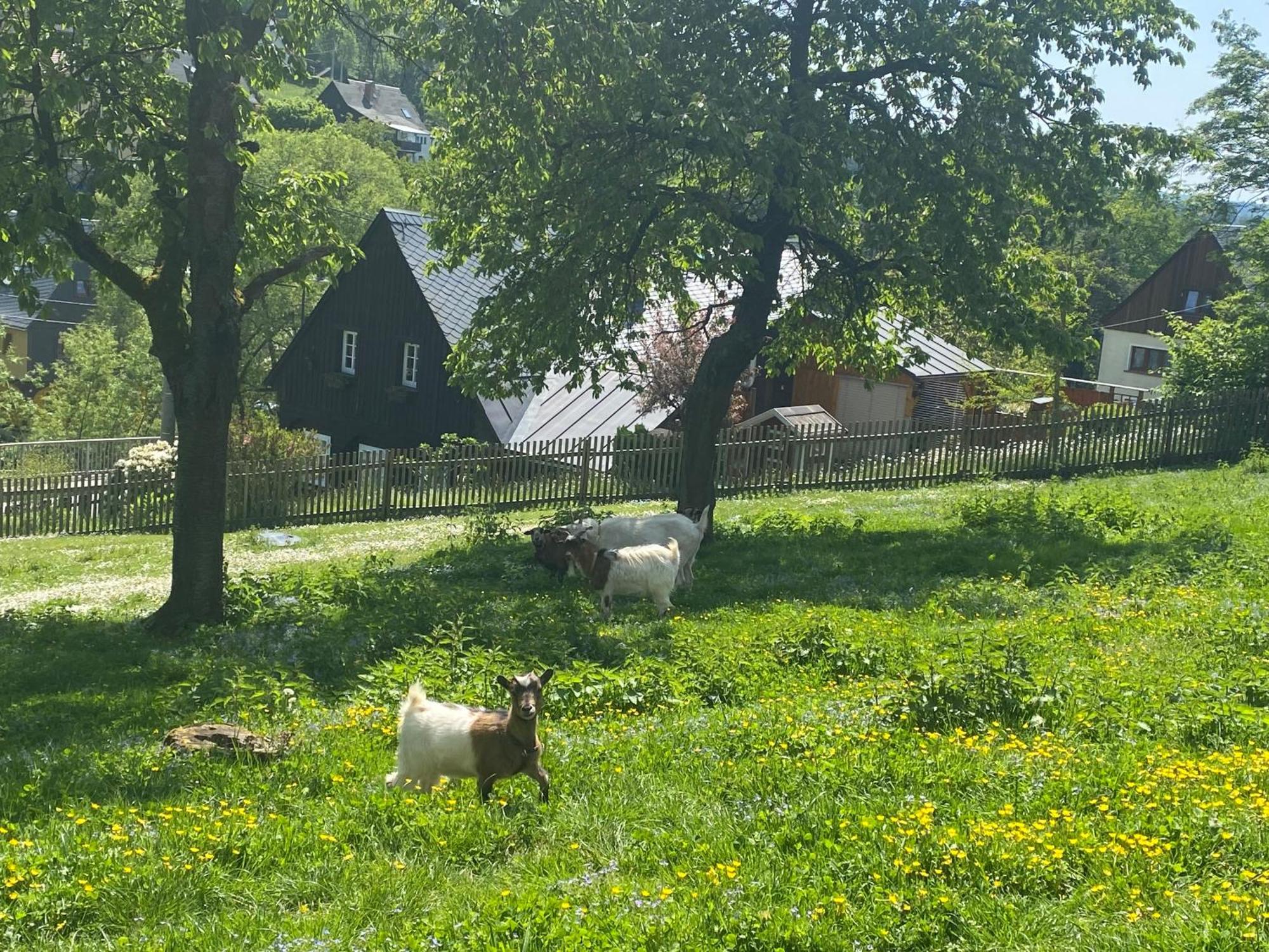 Apartament Kastanienhof Hinterhermsdorf Zewnętrze zdjęcie